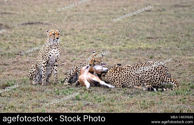 Four cheetahs (Acinonyx jubatus) with captured eland calf, Maasai Mara Game Reserve, Kenya