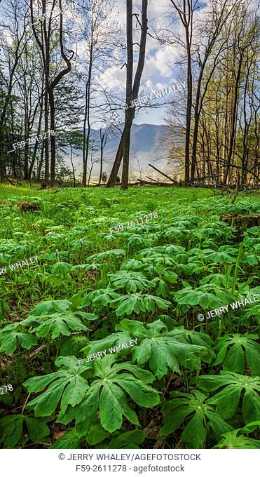 Mayapple in the spring landscape in Cades Cove, Tennessee, USA