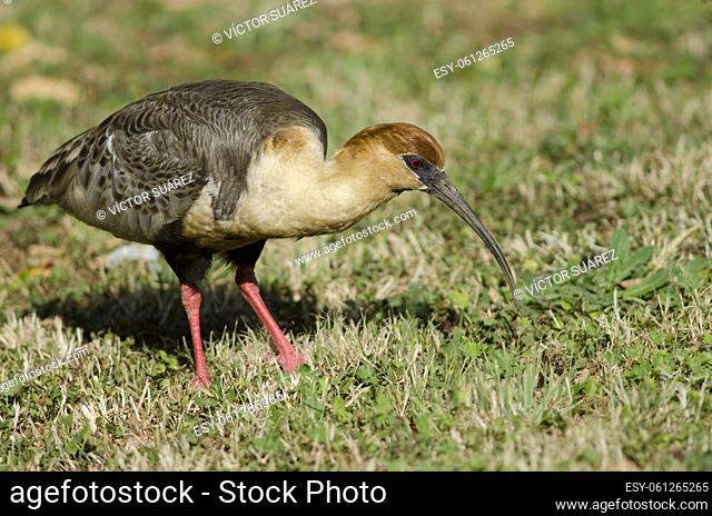 Black-faced ibis (Theristicus melanopis). Temuco. Araucania Region. Chile
