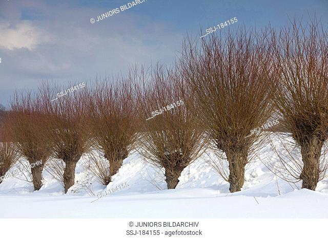 White Willow (Salix alba). Alley in winter. Germany