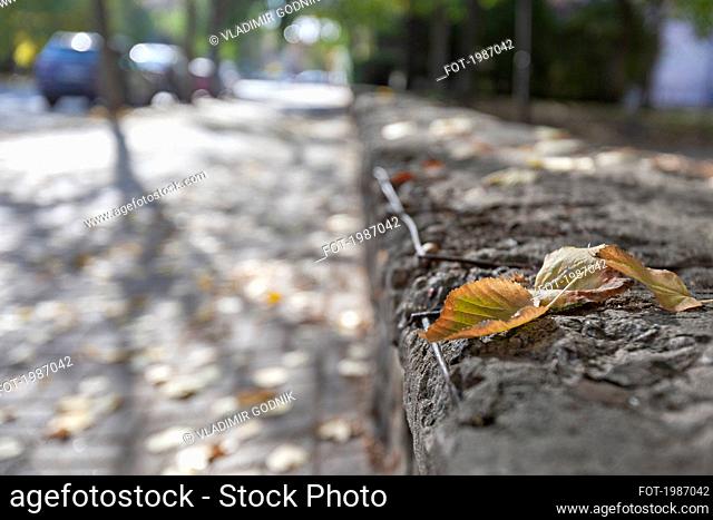 Close up autumn leaves on stone ledge