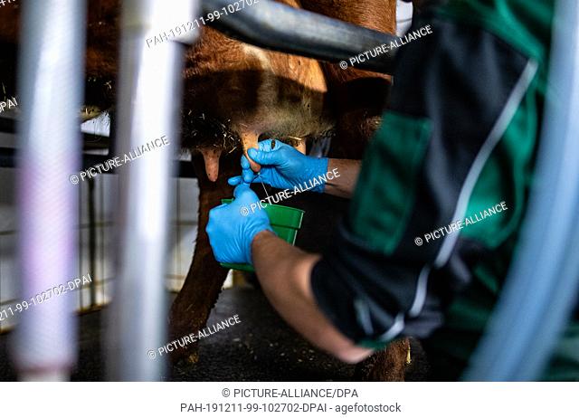 09 December 2019, North Rhine-Westphalia, Bad Sassendorf: The participant Alexander Linsmann milked the cow with his hand in the examination round