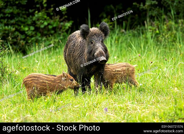 wild boar, sus scrofa, herd standing close to each other in proximity. Aggressive animal mother guarding her progeny on green meadow from front view