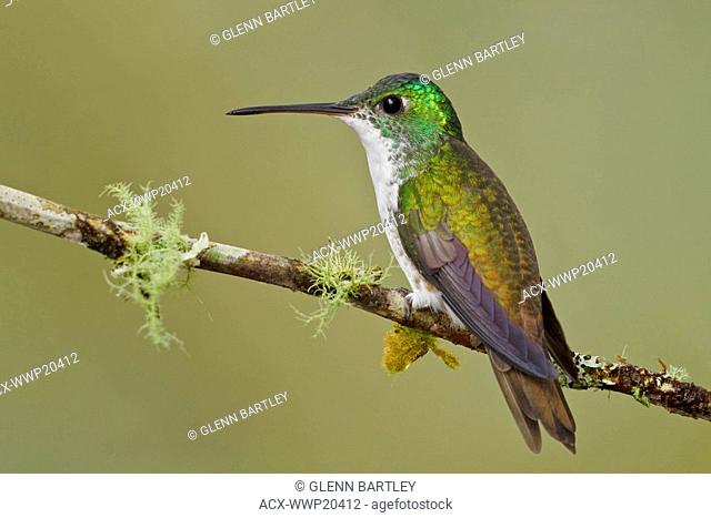 A Andean Emerald hummingbird Amazilia franciae perched on a branch in the Tandayapa Valley of Ecuador