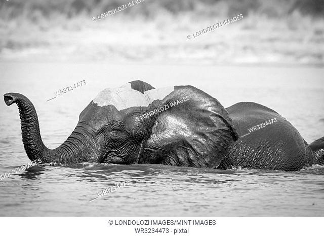 An elephant, Loxodonta africana, stands in water, wet skin, trunk curled in air