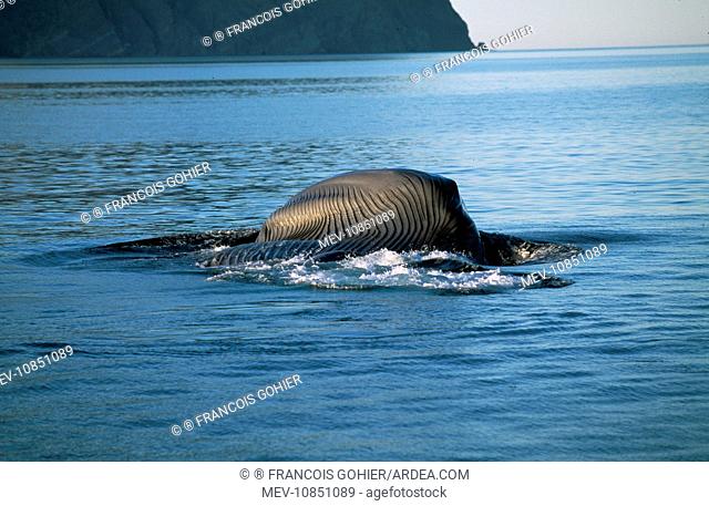 BLUE WHALE - feeding (Balaenoptera musculus). On its side, showing distended throat pleats
