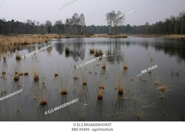 Fen Loofles at winter with a high waterlevel