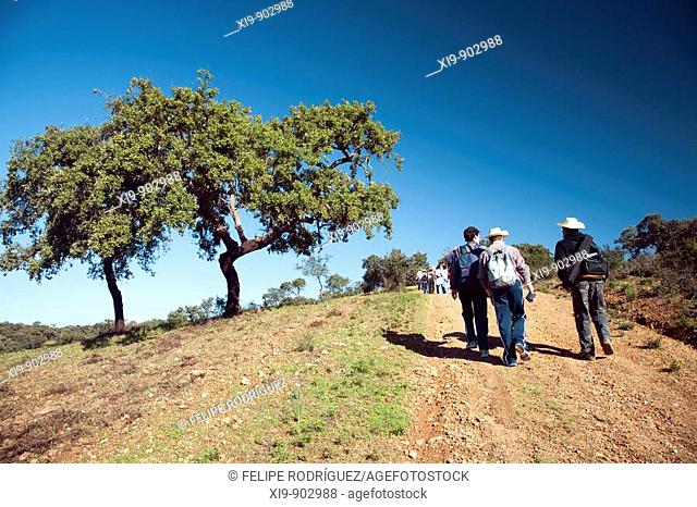 Trekking on a dehesa or holm oak cleared forest, town of Sanlucar la Mayor, province of Seville, Andalusia, Spain