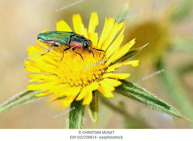 Jewel beetle on flower