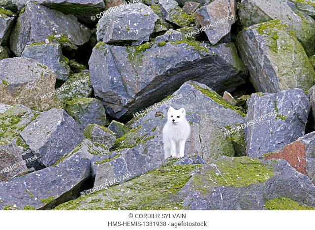 Norway, Svalbard, Spitsbergen, Hinlopenstretet, bird colony of Alkefjellet, Rocks, Arctic Fox or Polar Fox (Vulpes lagopus ; formely Alopex lagopus)