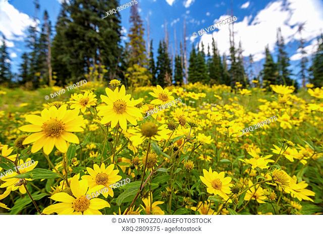 Little Sunflower (Helianthella uniflora), Cedar Breaks National Monument, Utah