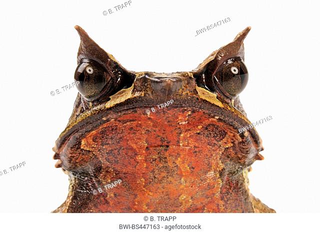 Long-nosed Horned Frog, Malayan Horned Frog, Malayan Leaf Frog (Megophrys nasuta), portrait, cut out