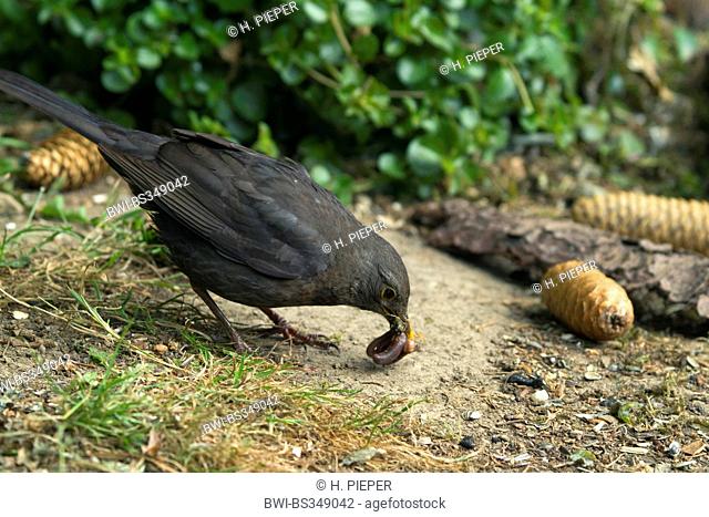 blackbird (Turdus merula), female collecting feed in the bill for the fledglings, Germany