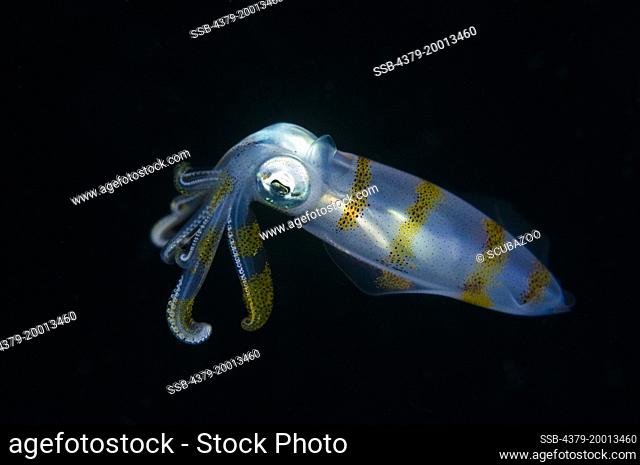 A Big-Fin Reef Squid, Sepioteuthis lessoniana, hovers in the water on a night dive, Lembeh Strait, Sulawesi, Indonesia