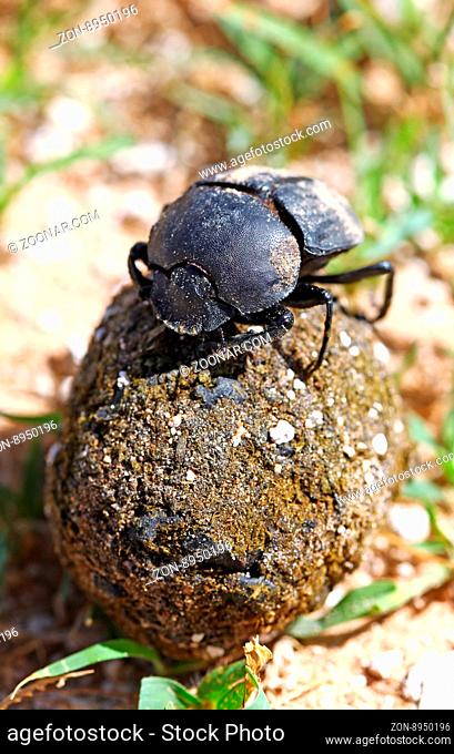 Pillendreher auf seiner Kugel, Etosha, Namibia, dung beetle, Etosha NP, Namibia, Scarabaeus sacer