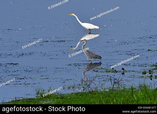 Grau- und Silberreiher beim Fischfang. Great egret and Grey heron in a lake in upper lusatia