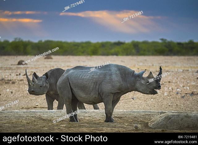 Two black rhinoceroses (Diceros bicornis) in the morning light at a waterhole, Etosha National Park, Namibia, Africa