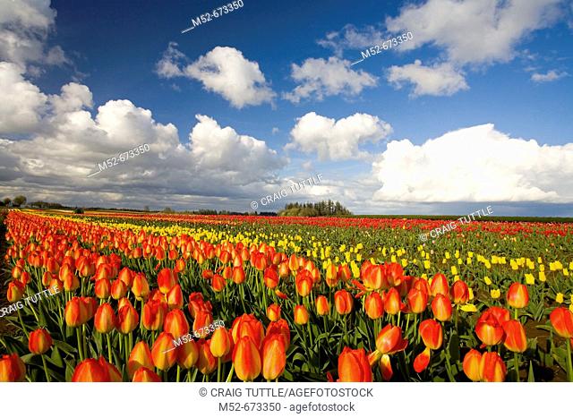 Tulips. Willamette Valley, Oregon, USA