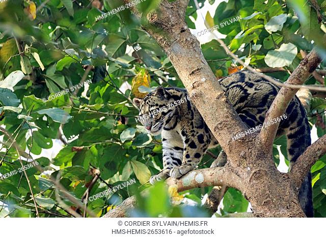 India, Tripura state, Clouded leopard (Neofelis nebulosa)