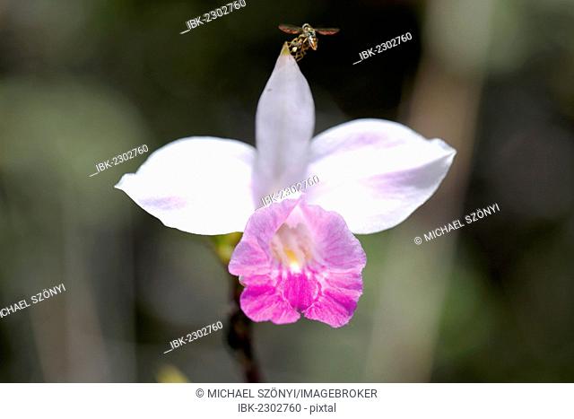 Bamboo Orchid (Arundina graminifolia), Big Island, Hawaii, USA