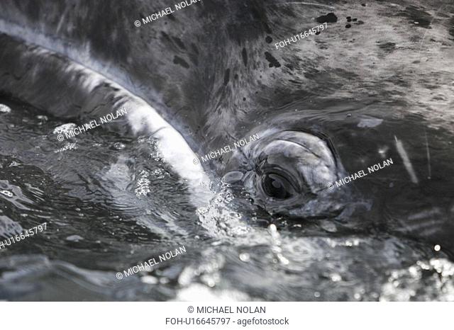California Gray Whale Eschrichtius robustus calf surfacing note eye and mouth line in the calm waters of Magdalena Bay, Baja California Sur, Mexico