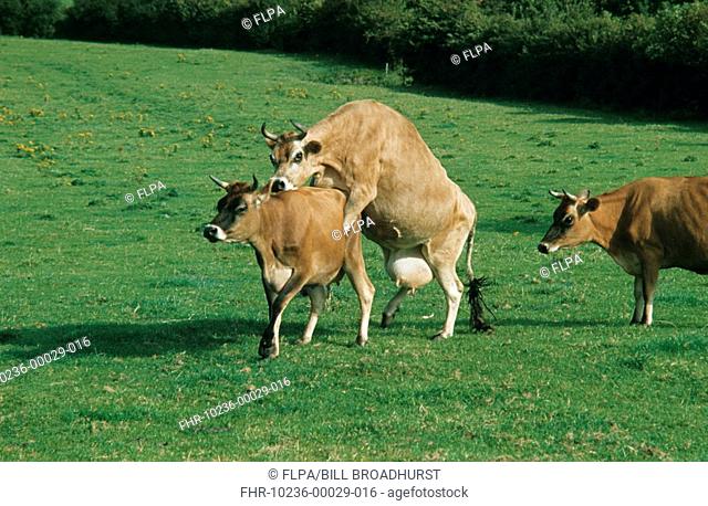 Jersey Cattle, cow in season mounting another, England
