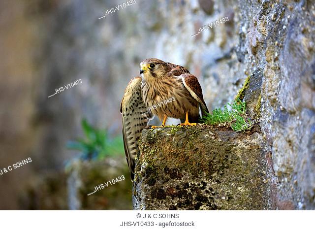 European Kestrel, Common Krestel, (Falco tinnunculus), adult on rock spreads wings, Pelm, Kasselburg, Eifel, Germany, Europe