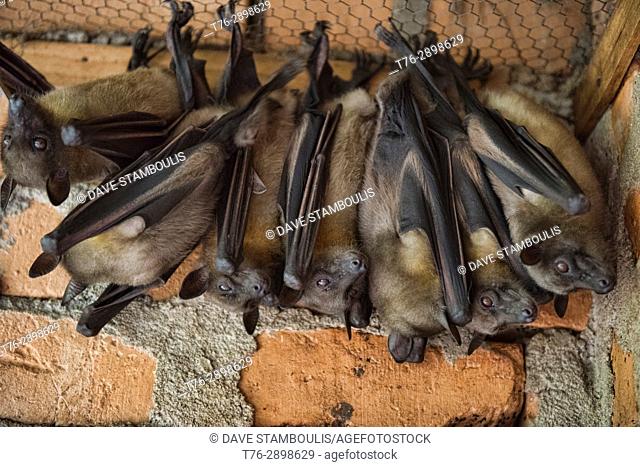 Madagascan flying fox (Madagascar fruit bat), Andasibe-Mantadia National Park, Madagascar