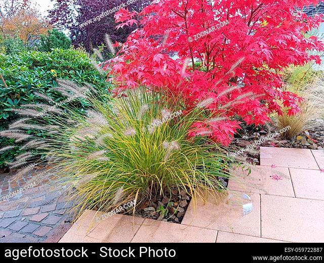 Faecherahorn, Herbst, Acer, palmatum, Osakazuki, japonicum;