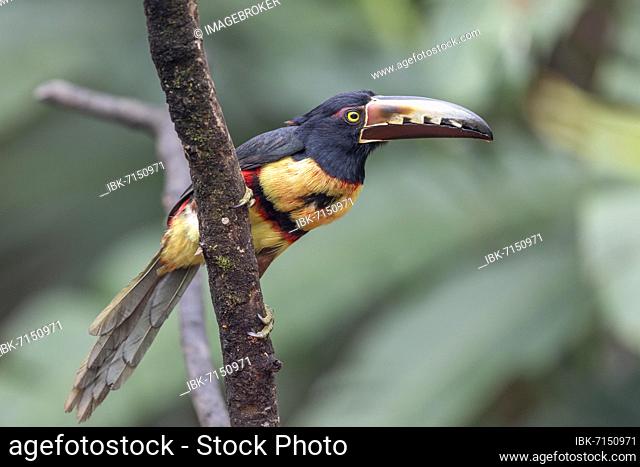 Collared aracari (Pteroglossus torquatus) on branch, Boca Tapada region, Costa Rica, Central America
