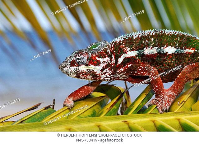 Panther Chameleon Male