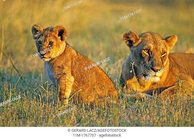 African Lion, panthera leo, Cub with Mother, Masai Mara Park in Kenya