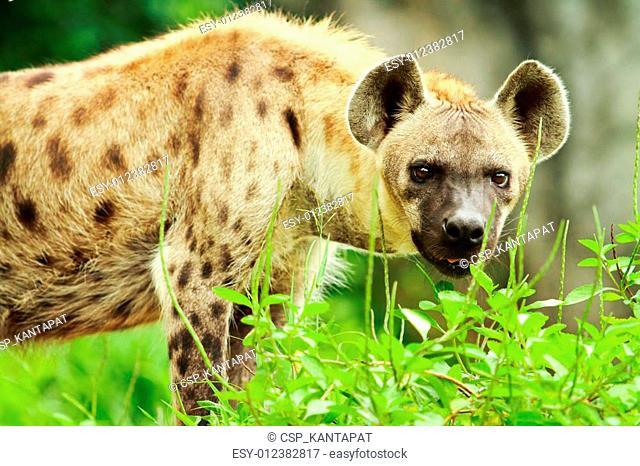 close up face of hyena and eye looking to hunting, Stock Photo, Picture And  Low Budget Royalty Free Image. Pic. ESY-041766844 | agefotostock