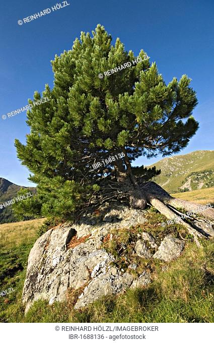 Swiss Pine or Arolla Pine (Pinus cembra), Nockberge National Park, Carinthia, Austria, Europe
