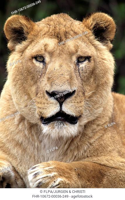 Indian Lion Panthera leo persica adult female, close-up of head, captive