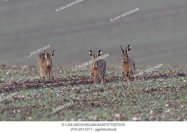 European Brown Hares- Lepus europaeus, Spring. Uk