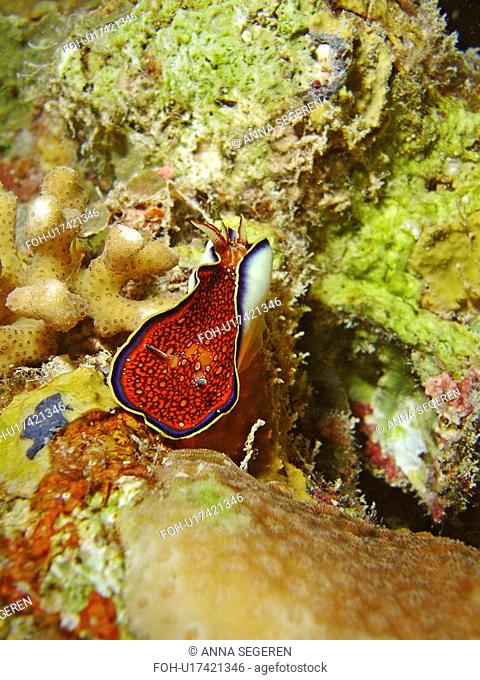 Red Sea chromodoris or Charlotta's chromodoris Chromodoris Charlottae, shown here in the act of mantel flapping. Little is known of this species habits or...