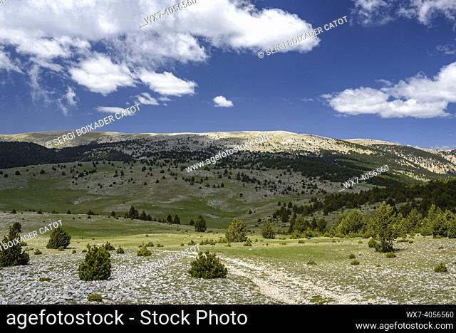 Path in the subalpine forest of the Port del Comte mountain in spring (Lleida, Catalonia, Spain, Pyrenees)