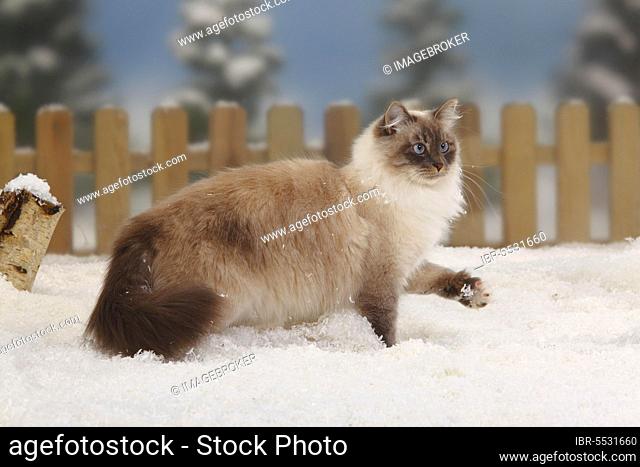 Neva Masquarade, blue-tabby-point-white, Siberian Forest Cat, Siberian, Siberia, Neva Masquerade, side, paw lift