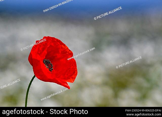 24 May 2023, Brandenburg, Sieversdorf: A bright red blossom of the corn poppy blooms on a roadside in the Oder-Spree district