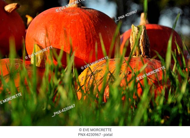 France, Bretagne, Taupont, in October, organic squashes and Red Kuri squashes of different sizes and disposed in the grass, with blades in the foregroound