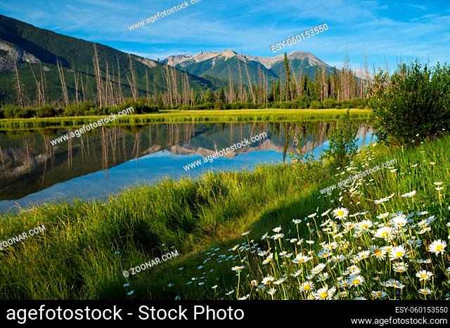 Wild flowers at Vermillion Lakes in Banff National Park, Alberta, Canada