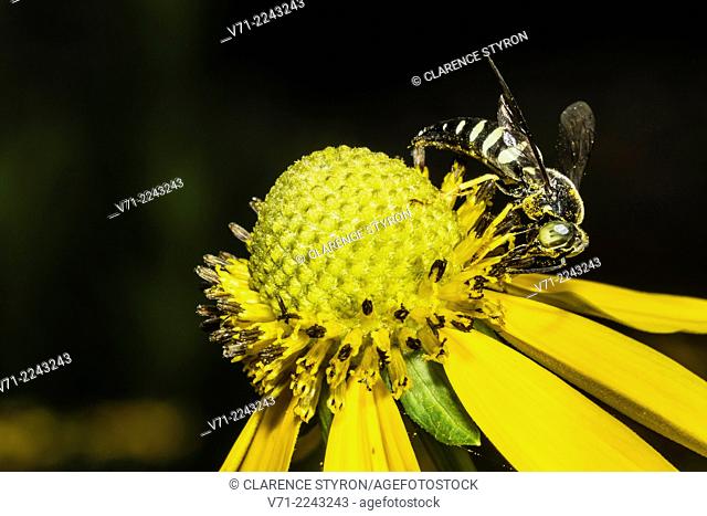 Eastern Sand Wasp (Bembix americana spinolae) Feeding on Cutleaf Daisy (Engelmannia peristenia) Flower