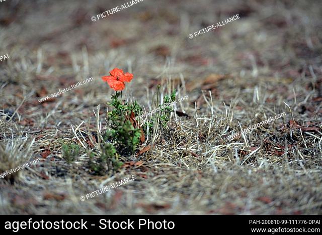 10 August 2020, Saarland, Merzig: Lonely a poppy flower rises from the dry grass. The persistent dryness increases the danger of fire