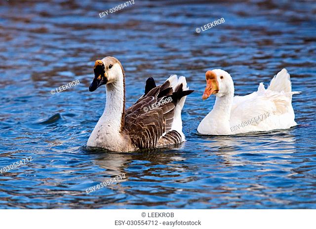 White and Brown Chinese Goose (Anser cygnoides) swimming in the lake