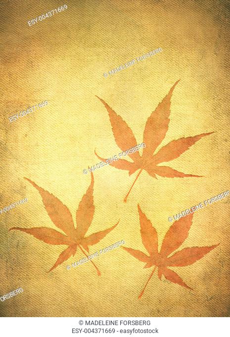 Grungy Japanese Maple Leafs
