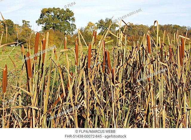 Great Reedmace Typha latifolia flowerheads, growing in ditch on unimproved wet grazing meadow, Thornham Magna, Suffolk, England, october