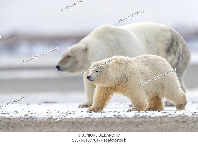 Polar Bear (Ursus maritimus, Thalarctos maritimus). Mother with cubs walking on a barrier island. Kaktovik, Alaska. Every fall polar bears gather near Kaktovik...