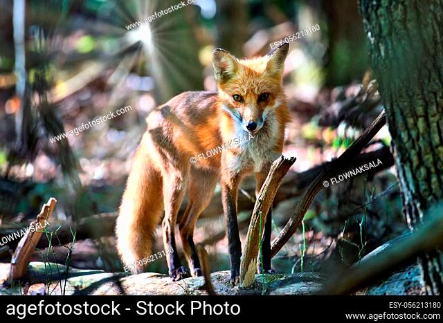 Wild Red Fox standing on a log in a Maryland forest with the sun shining over its shoulder