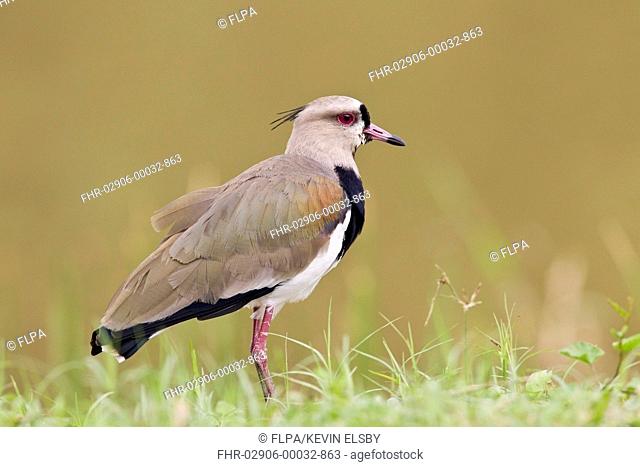Southern Lapwing (Vanellus chilensis) adult, standing on grass, Trinidad, Trinidad and Tobago, November